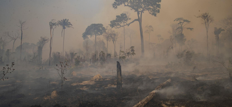 WWF: Az életmódunkat is meg kell változtatni, hogy megakadályozzuk fajok kihalását