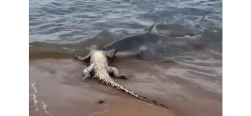 Hátborzongató videón a cápa, ami a parton tép-szaggat egy krokodilt