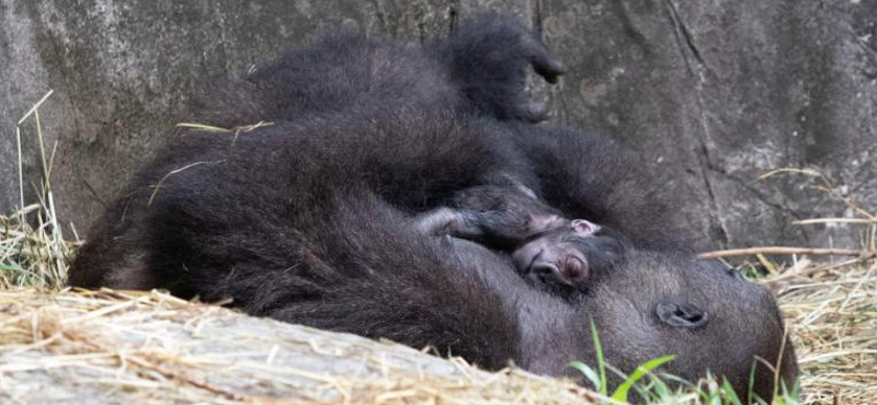 Hat nappal születése után meghalt a gorillacsecsemő a New Orleans-i állatkertben