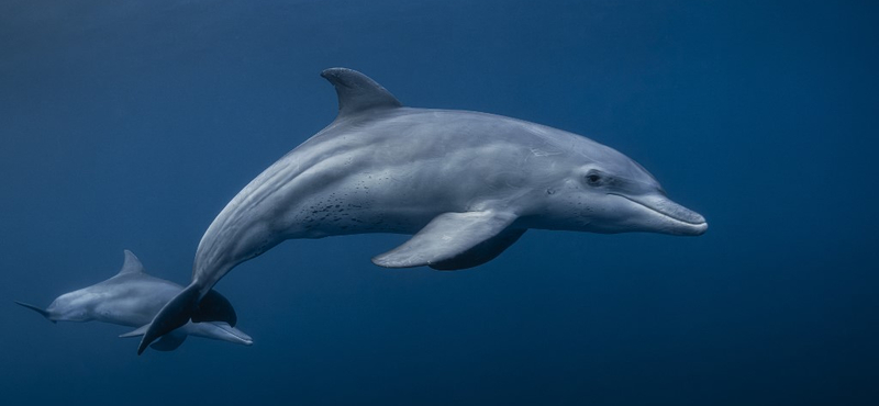 Rengeteg delfint mosott partra a víz Ausztráliában