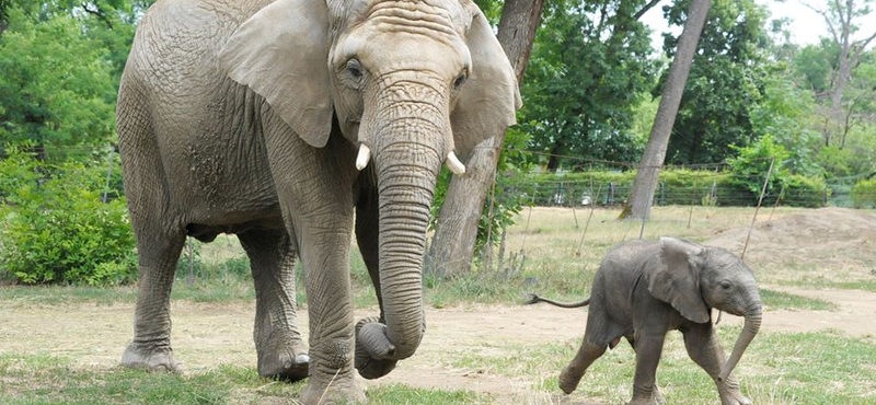 Elefánt taposott halálra egy német turistát Zimbabwéban