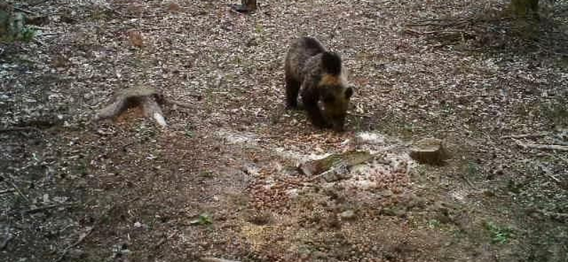 Medvét észleltek az Aggteleki Nemzeti Parkban