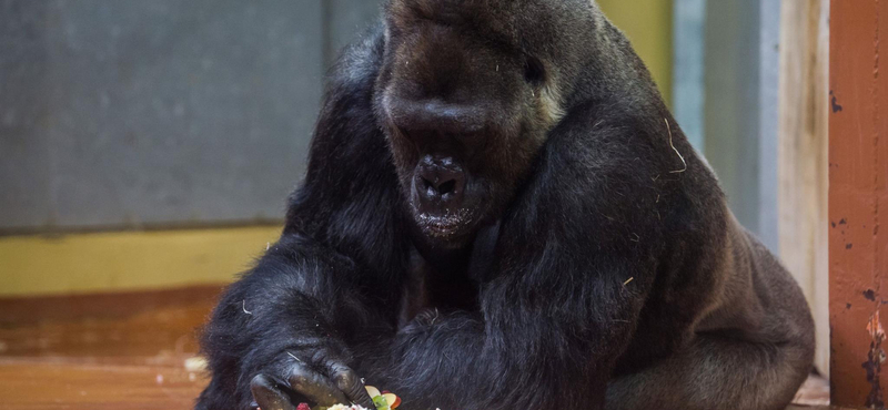 Tortát kapott születésnapjára Golo, a 40 éves budapesti gorilla