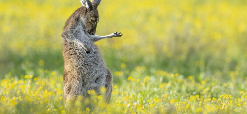 Vidrabalerina és léggitározó kenguru - itt vannak az idei Comedy Wildlife fotópályázat legviccesebb képei