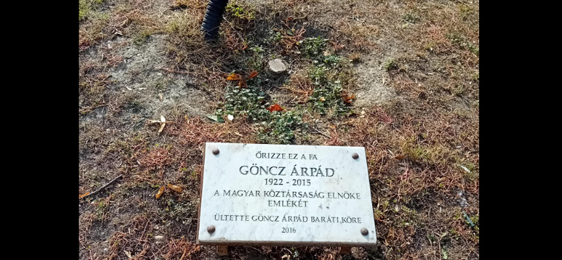 Kivágták Göncz Árpád emlékfáját Óbudán, vélhetően elszáradhatott