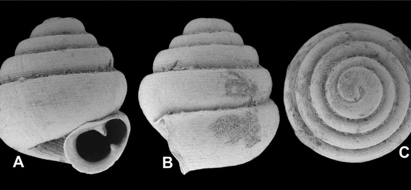 Fiatal magyar fedezte fel a világ legkisebb földi csigáját, és a feleségéről nevezte el