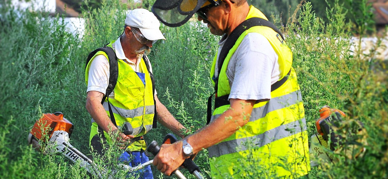 Még mindig okozhat gondot a parlagfű allergia