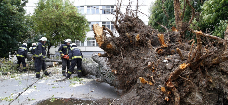 Fotó: Ez a fa dőlt egy egy miskolci iskolásra