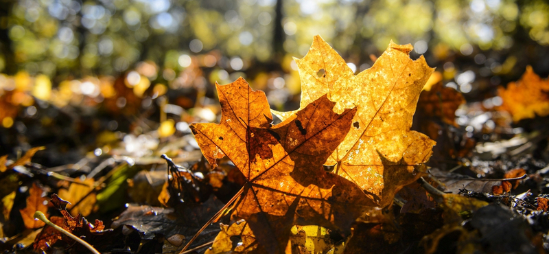 Marad az őszi tavasz: november első napjaiban is 20 fok lesz