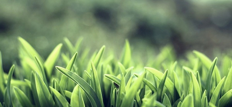 Mai háttérkép: beautiful green grass