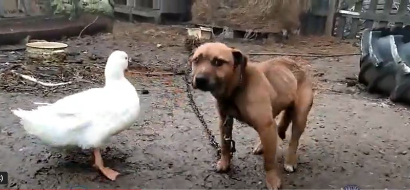 Láncon tartott, lesoványodott kutyákat mentettek a rendőrök – videó