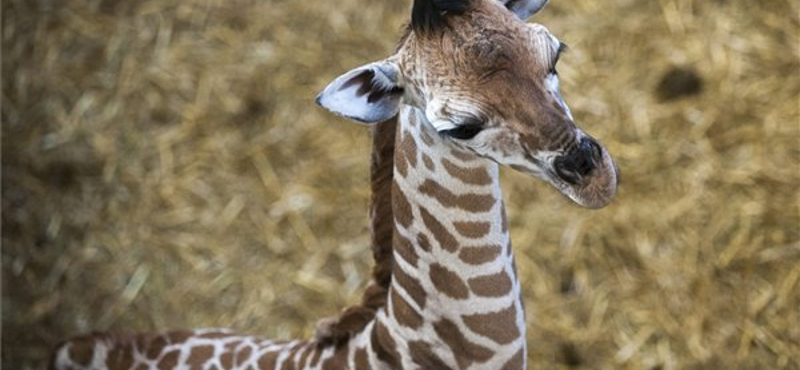 Megdöbbentő és elszomorító hír jött a kenyai vadállatokról