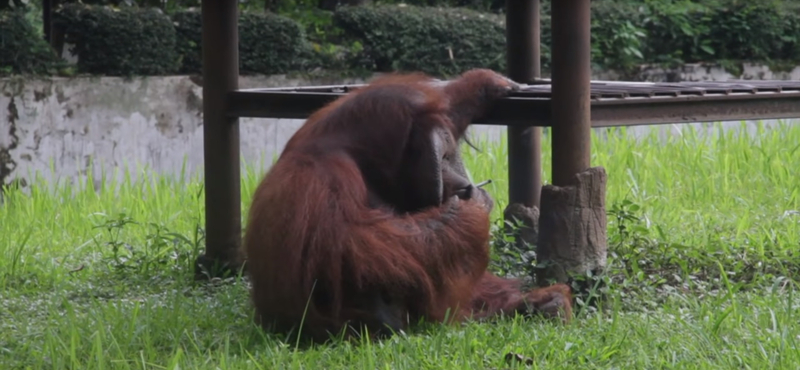 Feladta magát a férfi, akinek cigarettáját egy orangután szívta el