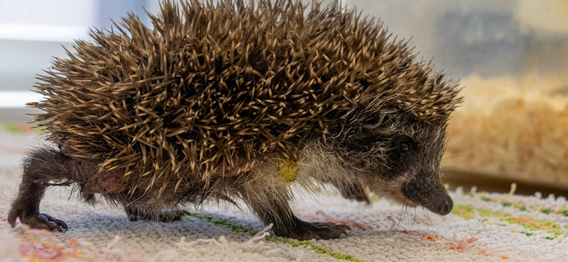 Lassú kínhalál elől menekült meg a fiatal sün, ami beleragadt a friss aszfaltba - fotók