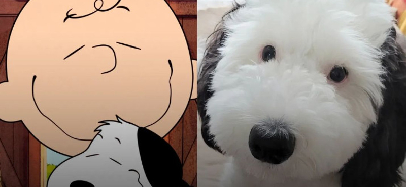 Pont úgy néz ki, mint Snoopy, és megőrül érte az internet