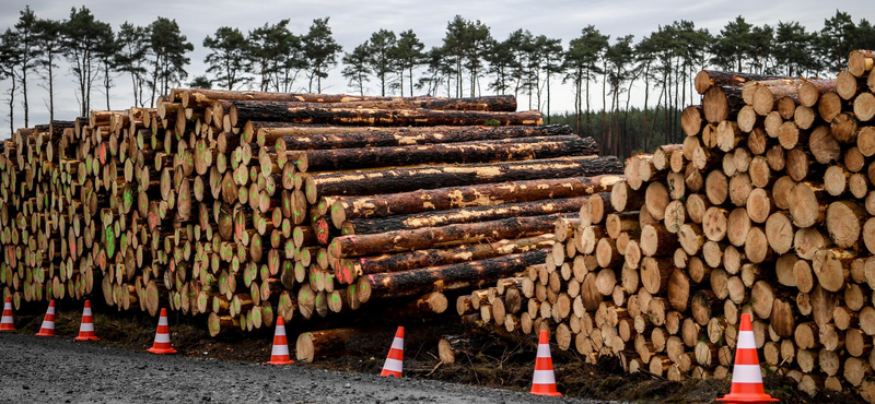 WWF: Nagy István meghallotta százezer tiltakozó hangját, de az erdők még mindig nincsenek teljes biztonságban