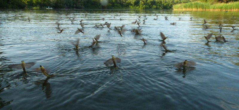 Már nagyban virágzik a Tisza, látta? Itt van pár tipp, hol érdemes megnézni