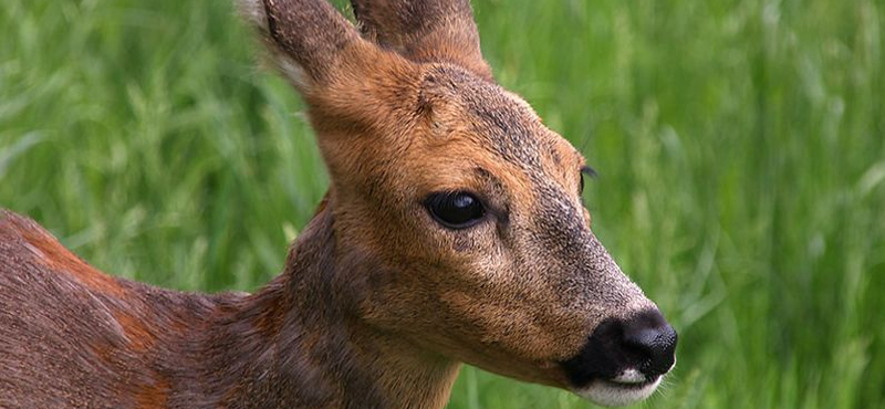 Megtizedelődött a békési őzállomány, egy emésztőszervi betegséget és a sakálokat sejtik a háttérben