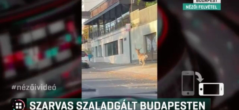 Szarvas szaladgált a Pusztaszeri úton – videó