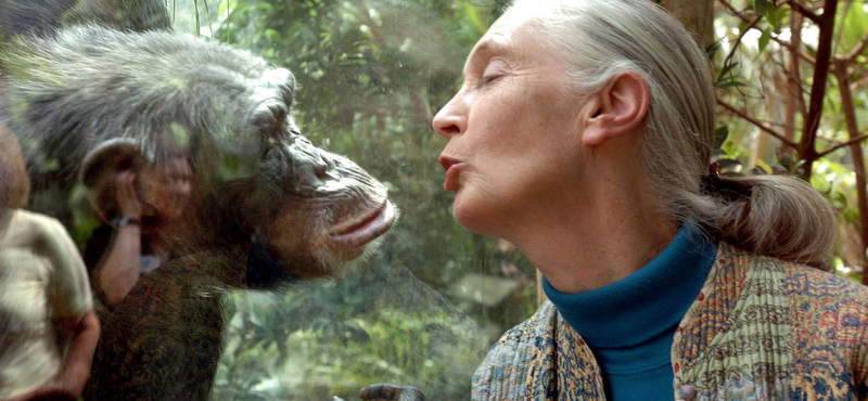 Aki megkérdőjelezte az ember különlegességét a világban: Jane Goodall 90 éves 