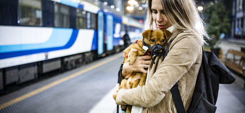 Vége a tesztidőszaknak, mostantól sokkal egyszerűbb kutyával utazni az InterCityken