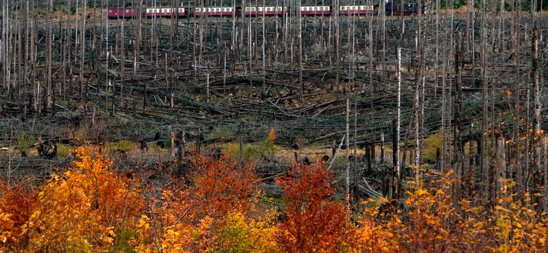 Egész erdőkkel végzett a szú a Harz-hegységben – képeken a pusztítás