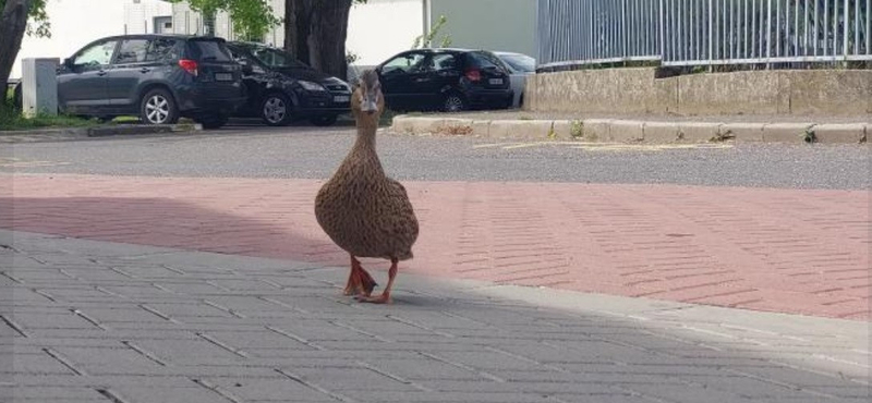 Csatornába esett egy oroszlányi kacsacsalád, tűzoltók segítettek rajtuk – videó