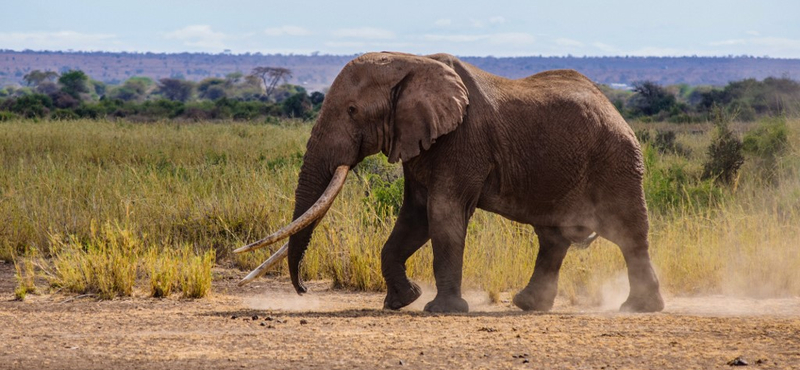 Szegedi találmányt akasztanak a kenyai elefántok nyakába: jelez, ha valaki lő a közelben