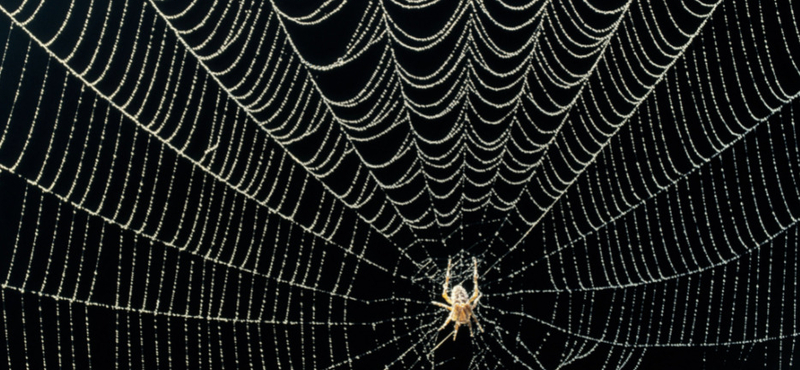 Mi minden deríthető ki egy pókhálóból? Talán nem is sejti