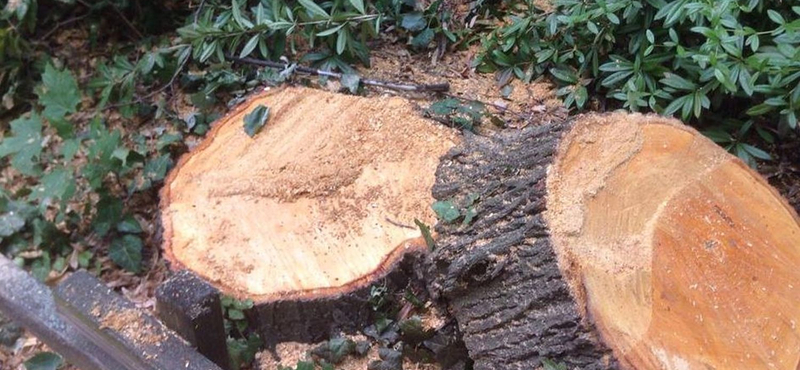 Szinte az összes fát kivágták egy focipályányi területen Balatonkenesén