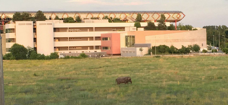 Elefántot láttak kószálni Rákospalotán - fotó