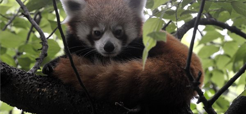 Kis panda érkezett a Fővárosi Állatkertbe