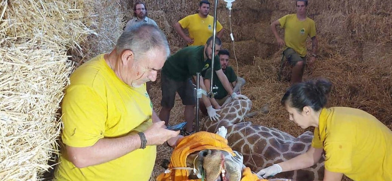 Ilyen, amikor egy 900 kilós zsiráfot kell elaltatni egy műtéthez