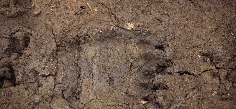 Autópályát is lezárhatnak a kóborló medve kedvéért