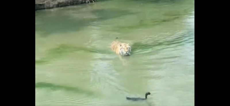 Elképesztő trükkel járt túl egy kacsa a rá vadászó tigris eszén – videó