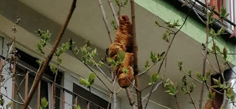 Fán lógó croissant tartotta rettegésben egy krakkói ház lakóit