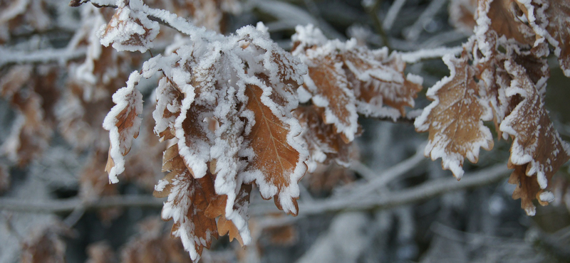 Adventi mesenaptár - december 2.