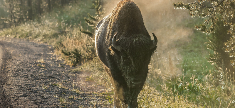 Bölény öklelt fel egy férfit a Yellowstone Nemzeti Parkban