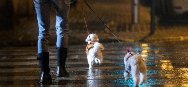 Kutya póráz nélkül? Brutális összegű büntetést is könnyen össze lehet szedni