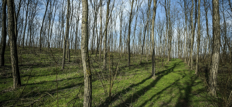 22 millió facsemetét ültet a kormány