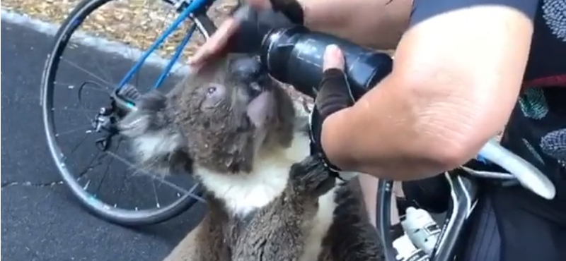 Kerékpárostól kunyerált inni a kiszáradt koala – videó