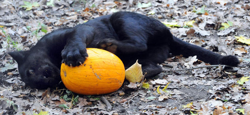 A nap képe: jaguárkölyök a Szegedi Vadasparkban Halloween-tökkel játszik