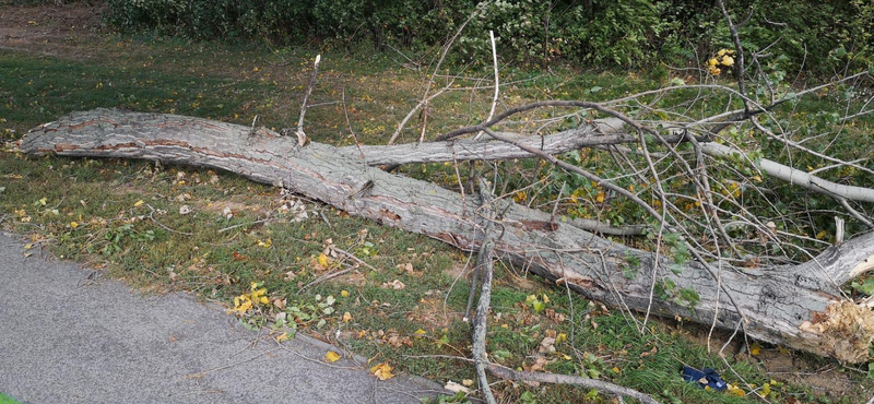 Leszakadó faág ölt meg egy 14 éves kislányt Nyitrán