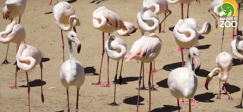 Az állatkerti flamingók családi balettjénél most nincs menőbb koreográfia