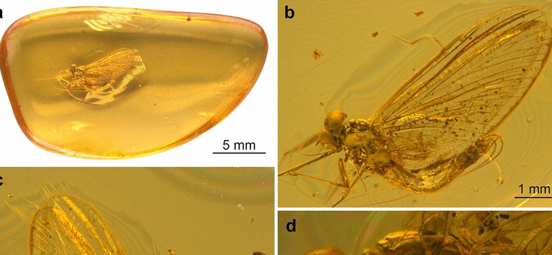 35 000 000 éves ősi rovart találtak egy borostyánba zárva, alaposabban is megvizsgálták