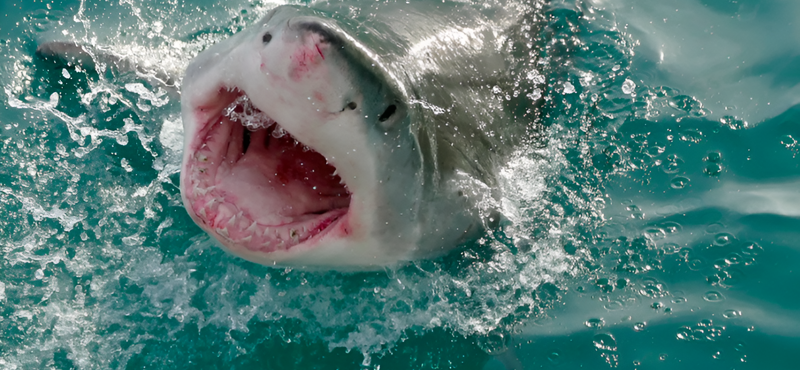 Felfedeztek valami izgalmasat a tengeri élőlényeket rettegésben tartó nagy fehér cápáknál