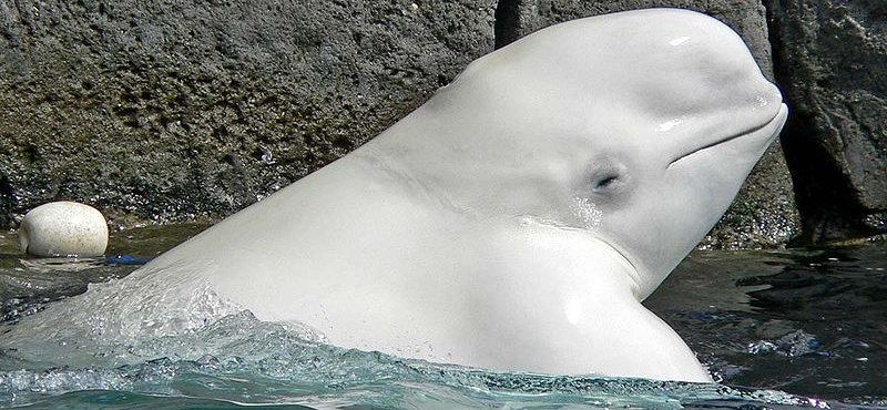 Több mint száz beluga esett jégcsapdába 