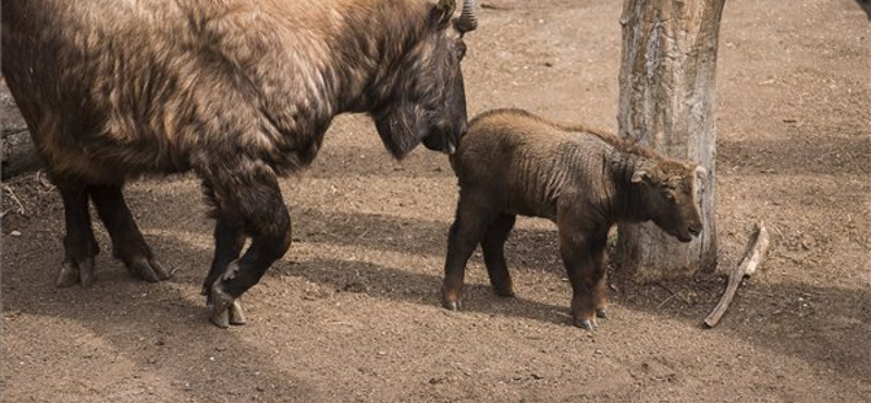 Igazi szenzáció: most először született Magyarországon mishmi takin