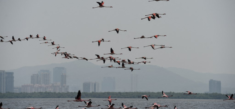 Flamingók tucatjait gázolta el egy utasszállító Mumbaiban