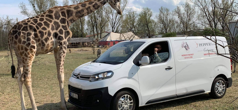 Május 1-én megnyílik az első magyar autós szafaripark